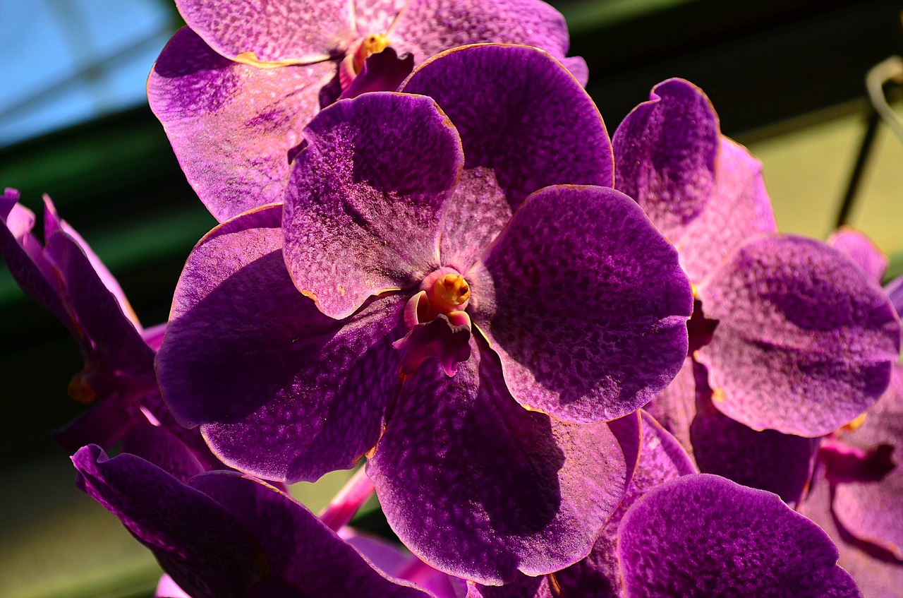 orchid flower plant free photo