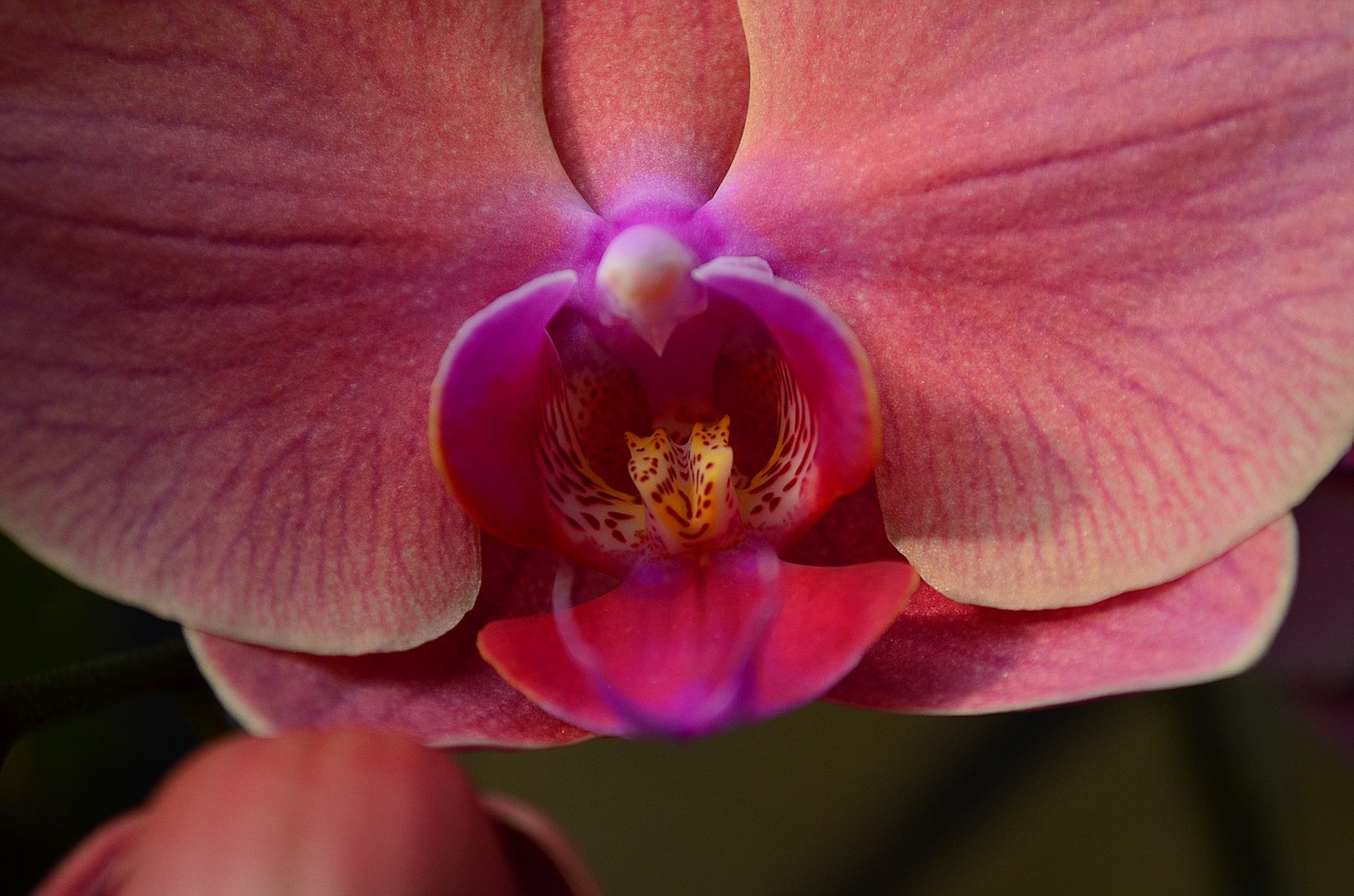 orchid flower blossom free photo