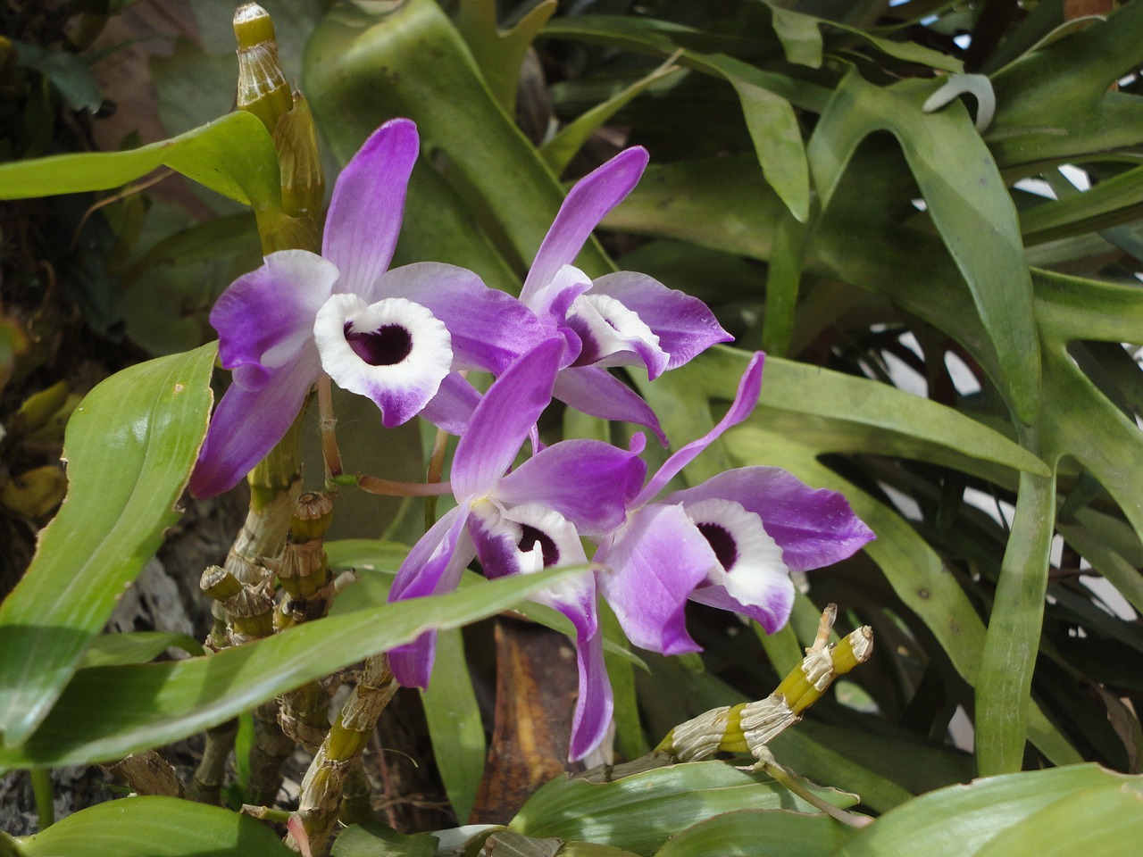 orchid purple flowers free photo