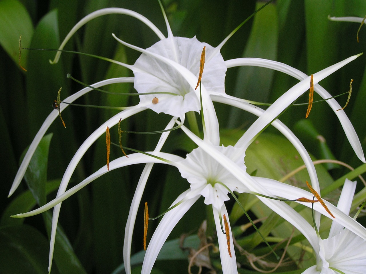 orchid flower coral tree free photo