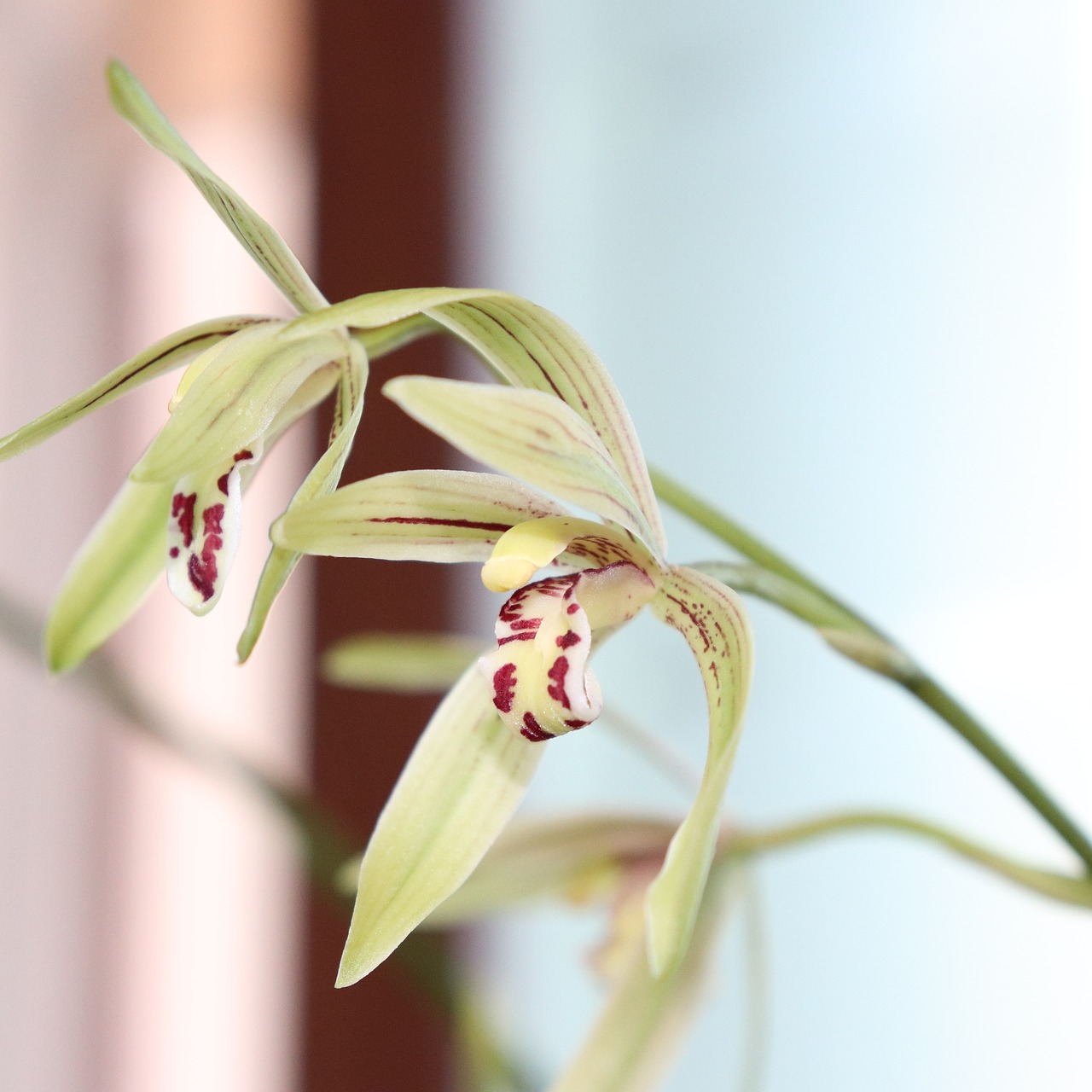 orchid flower white free photo