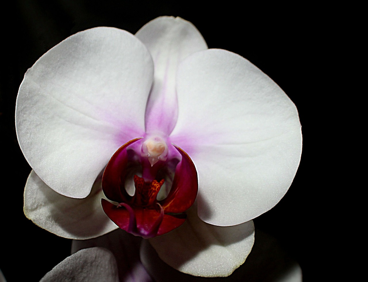 orchid flower flora free photo