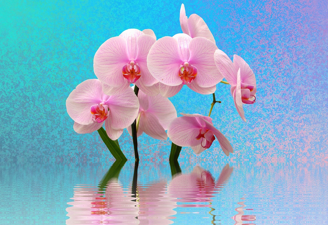 orchid flowers pink free photo