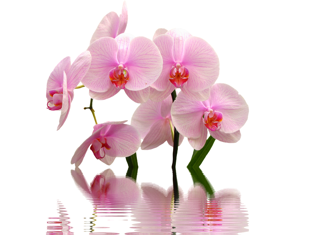 orchid flowers pink free photo