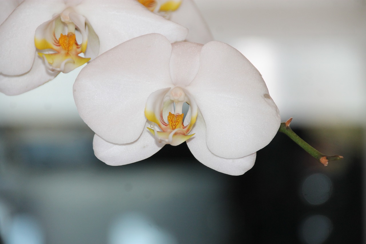 orchid flower floral free photo