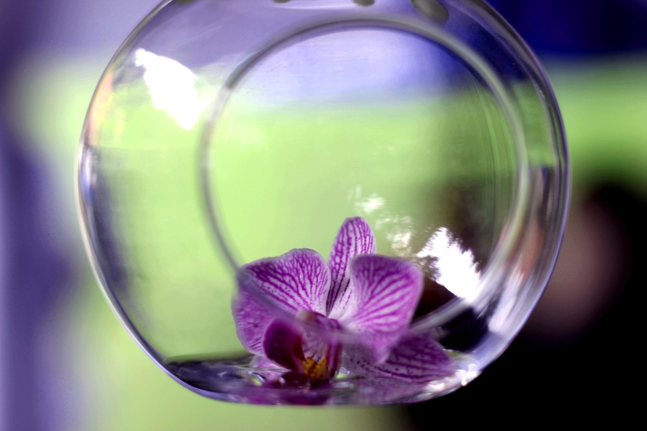 orchid blossom bloom free photo