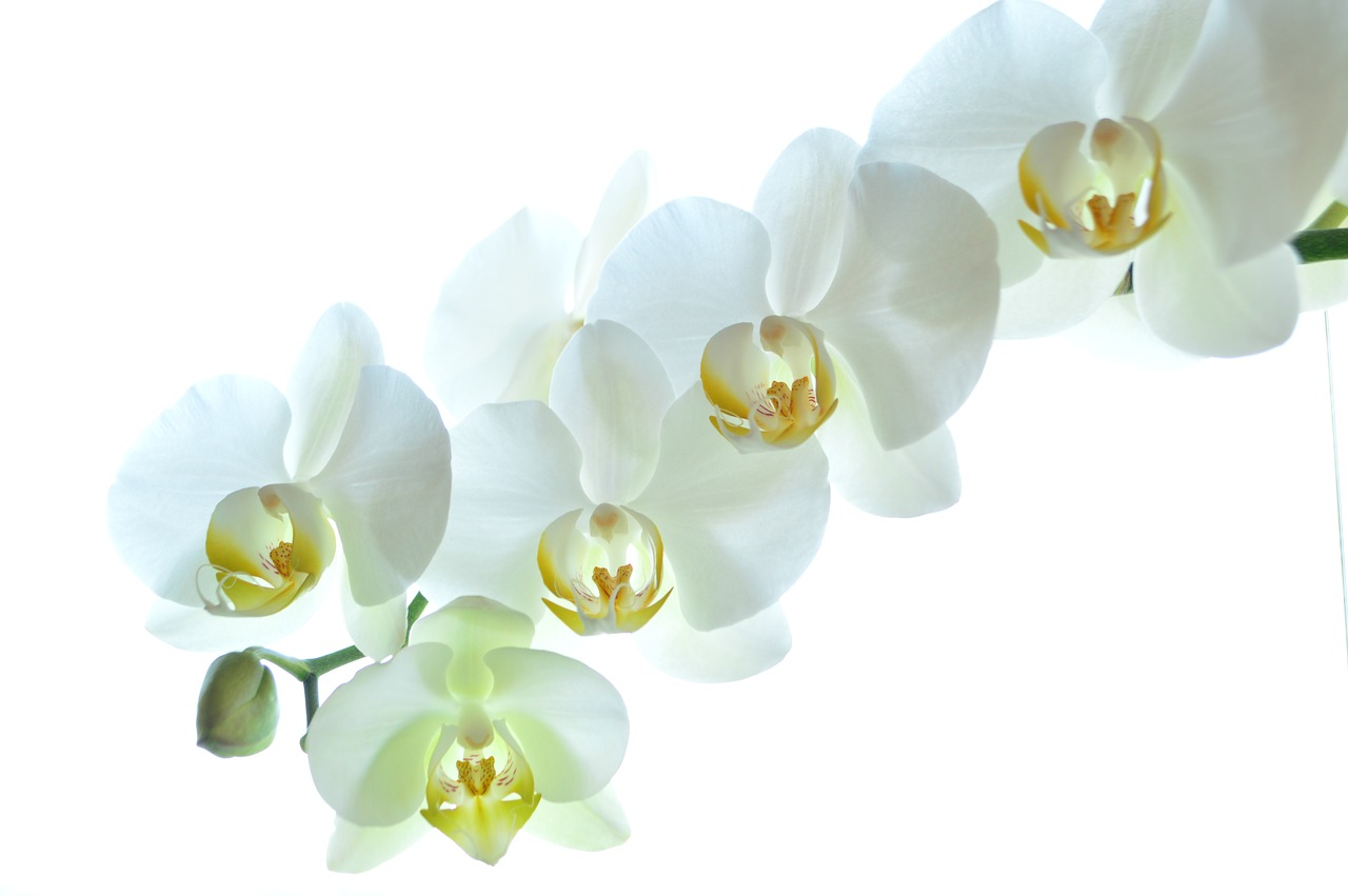 orchid white flowers free photo