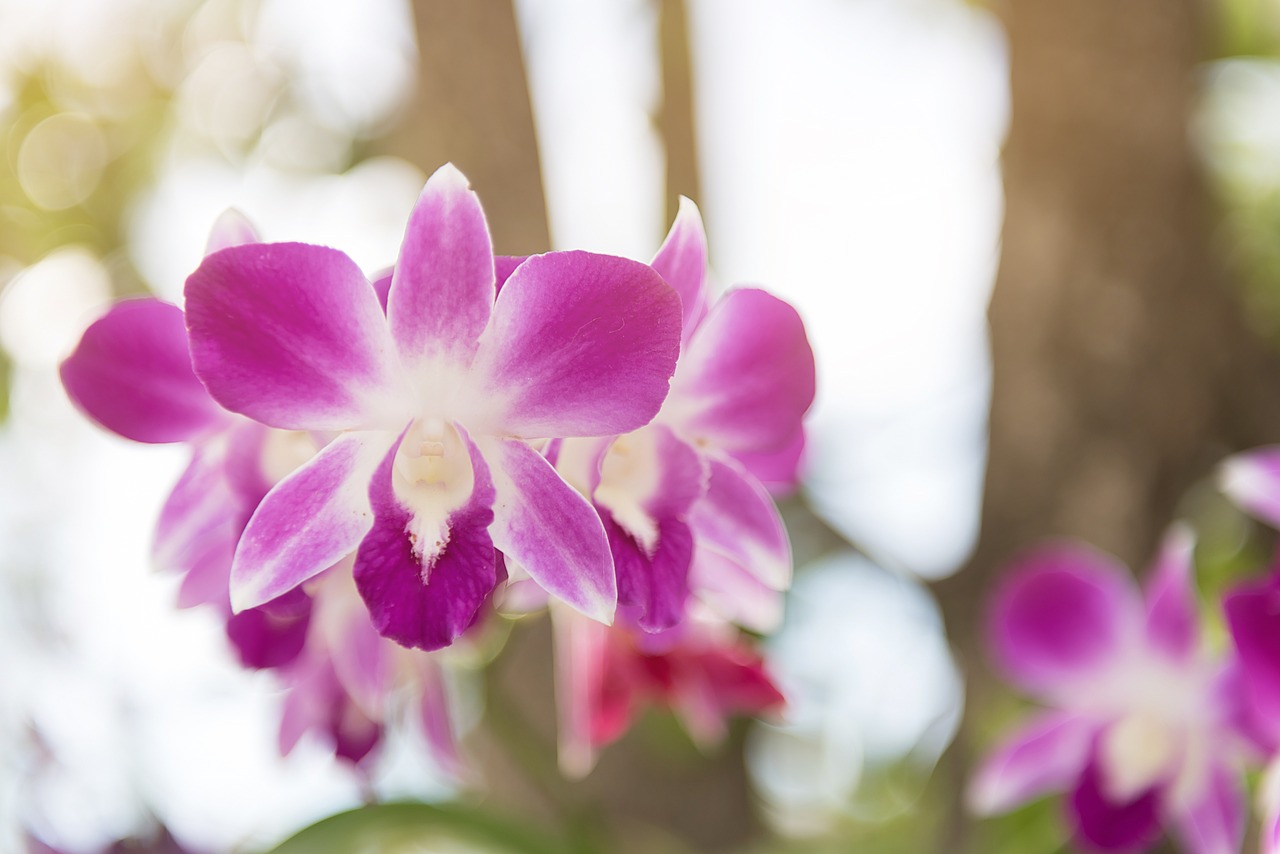 orchid flower purple free photo