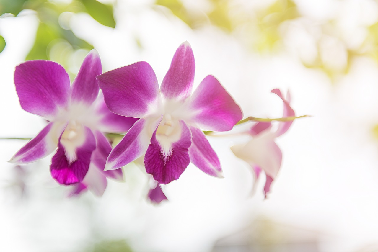 orchid flower purple free photo