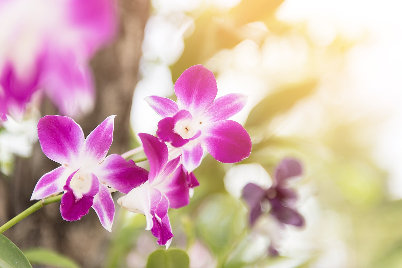 orchid flower purple free photo