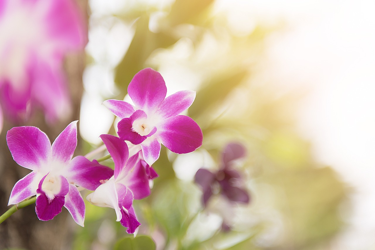 orchid flower purple free photo