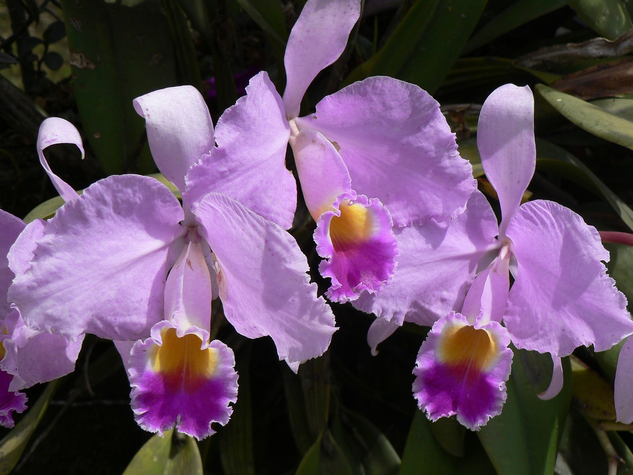 orchid flower colombia free photo