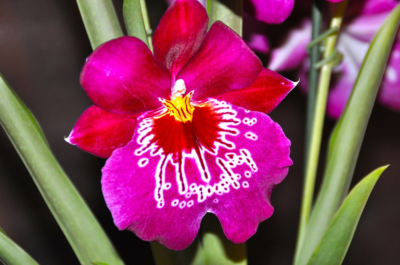 orchid blossom bloom free photo