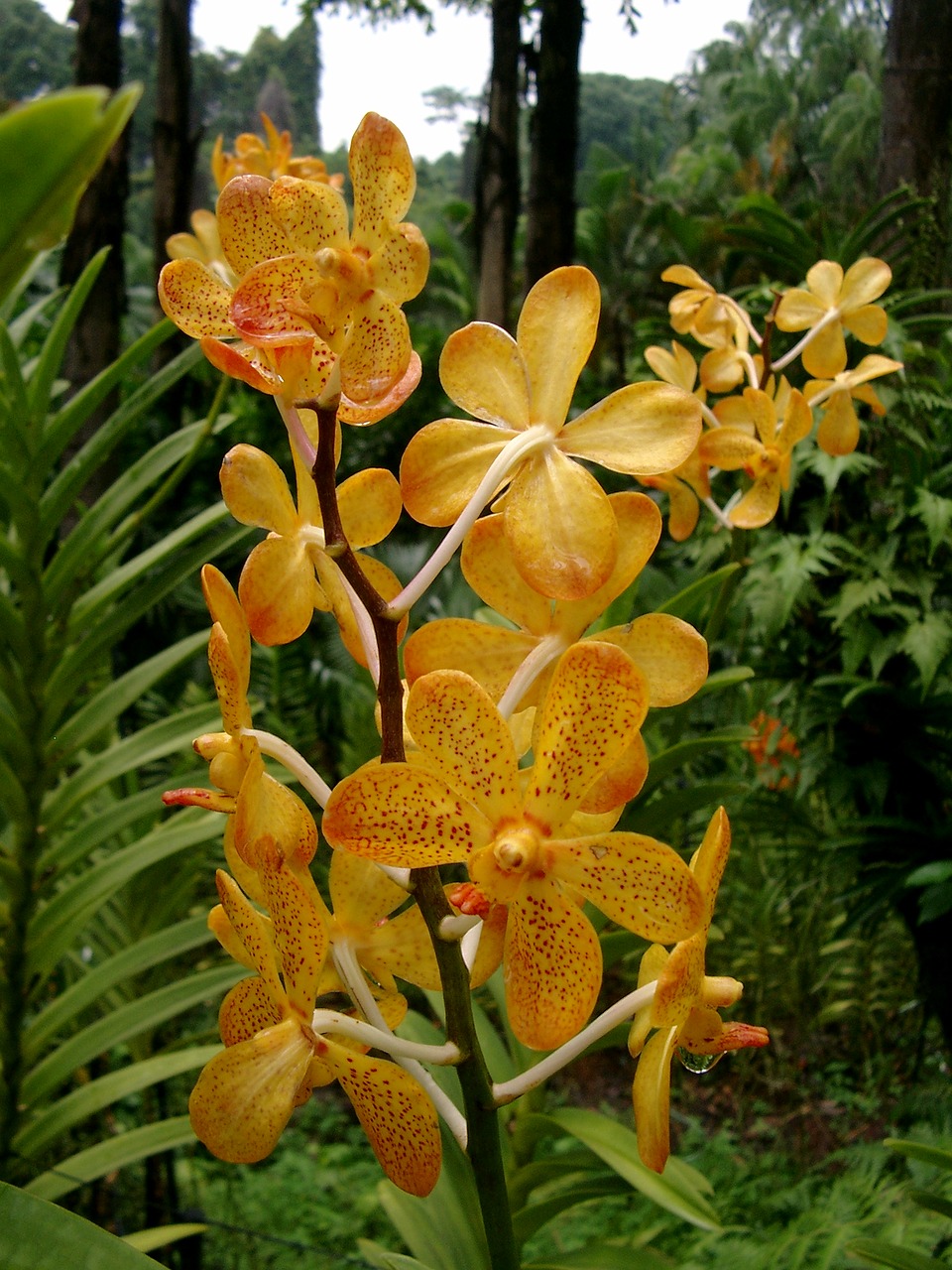 orchid blossom bloom free photo