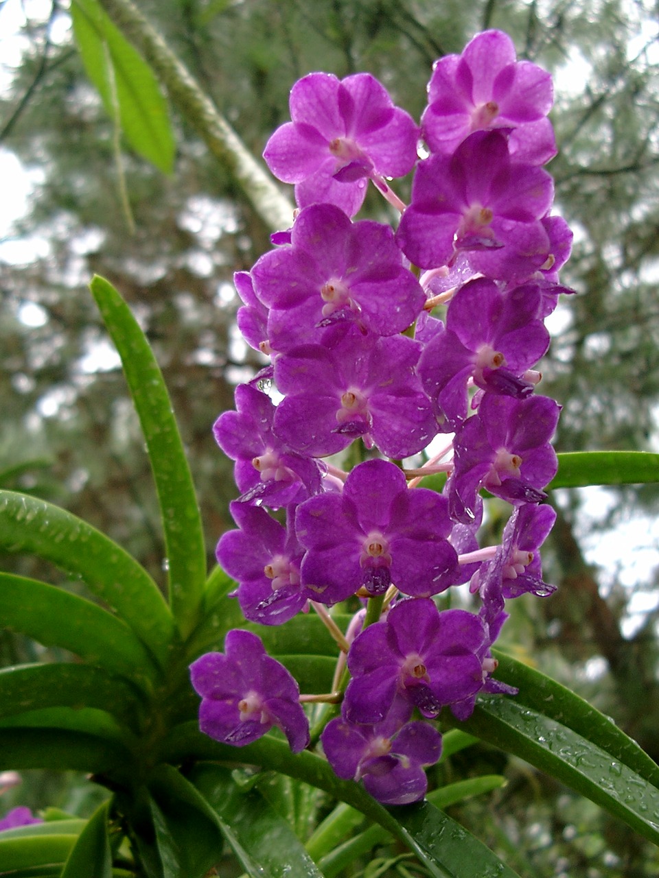 orchid blossom bloom free photo