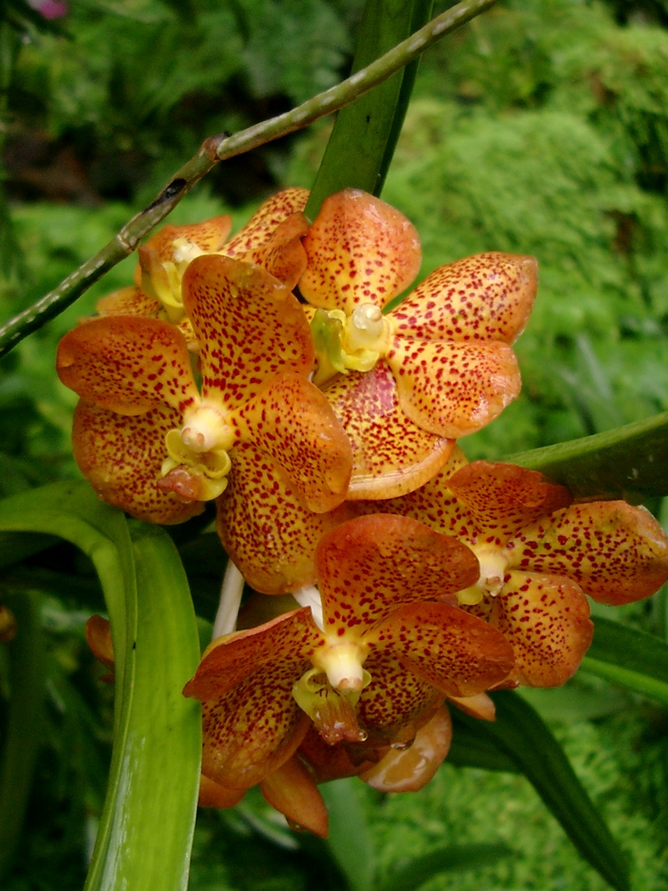 orchid flower orange polka dots free photo