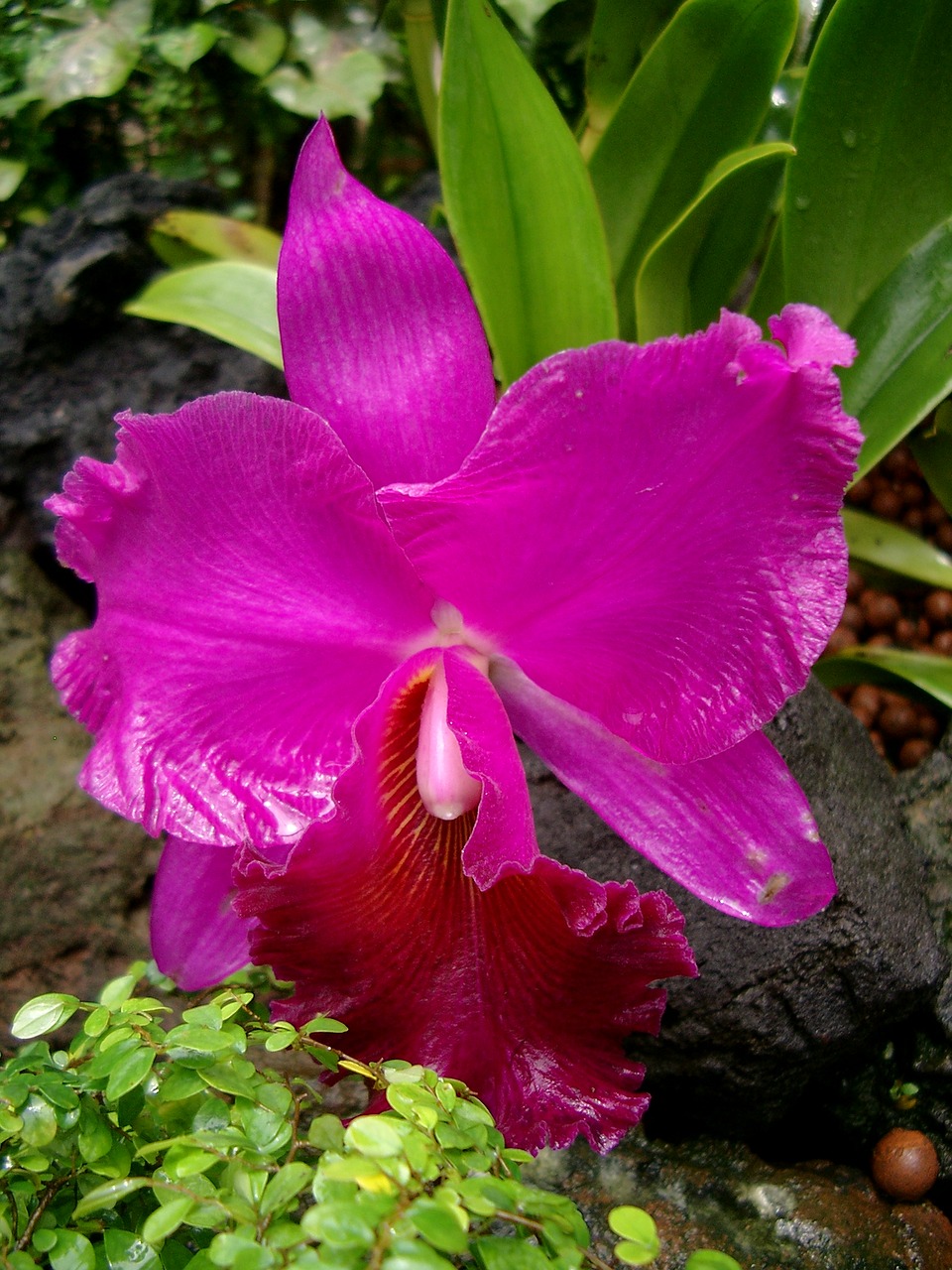 orchid flower violet free photo