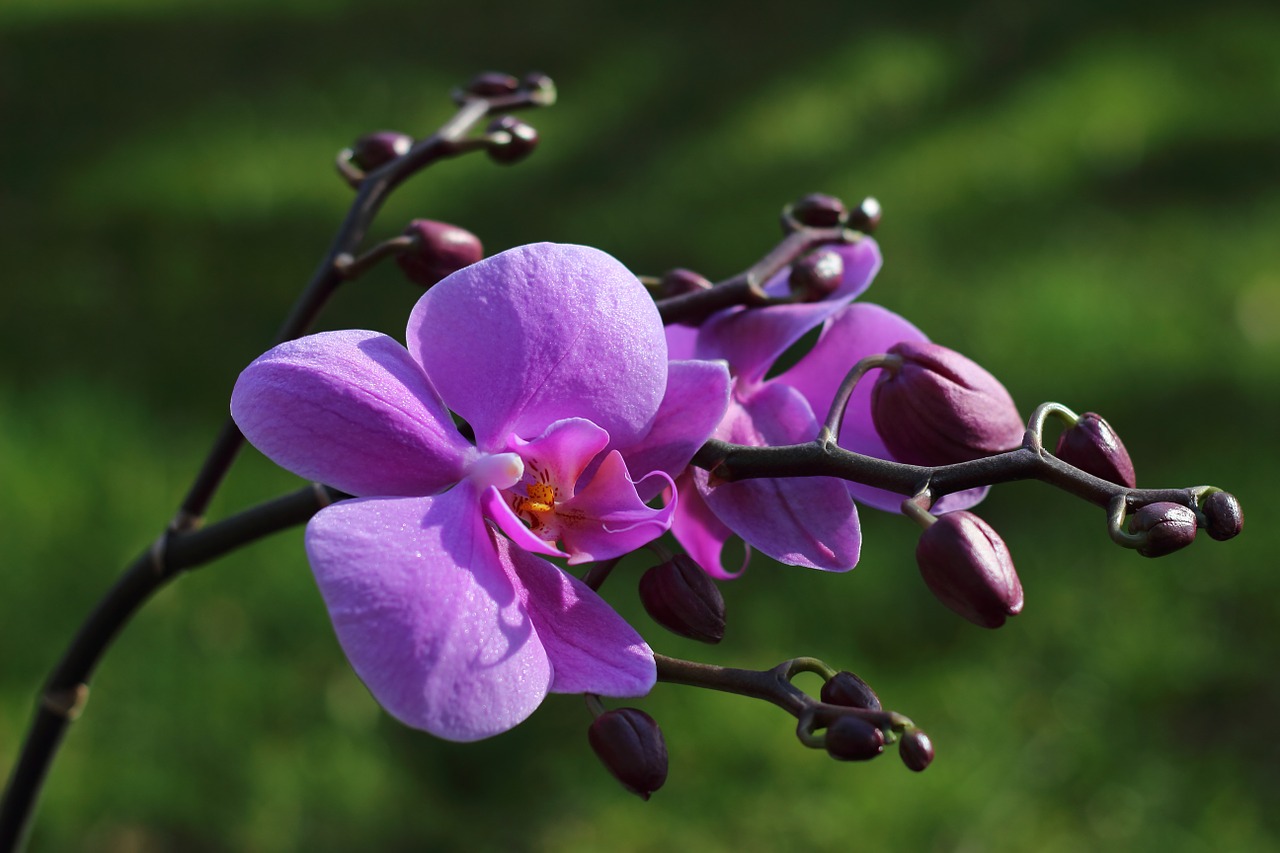 orchid flower blossom free photo