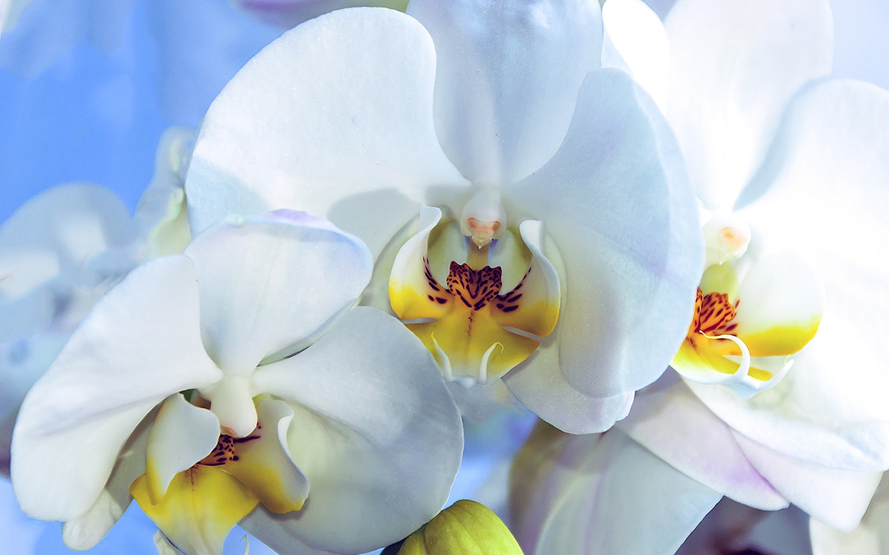 orchid flower blue free photo