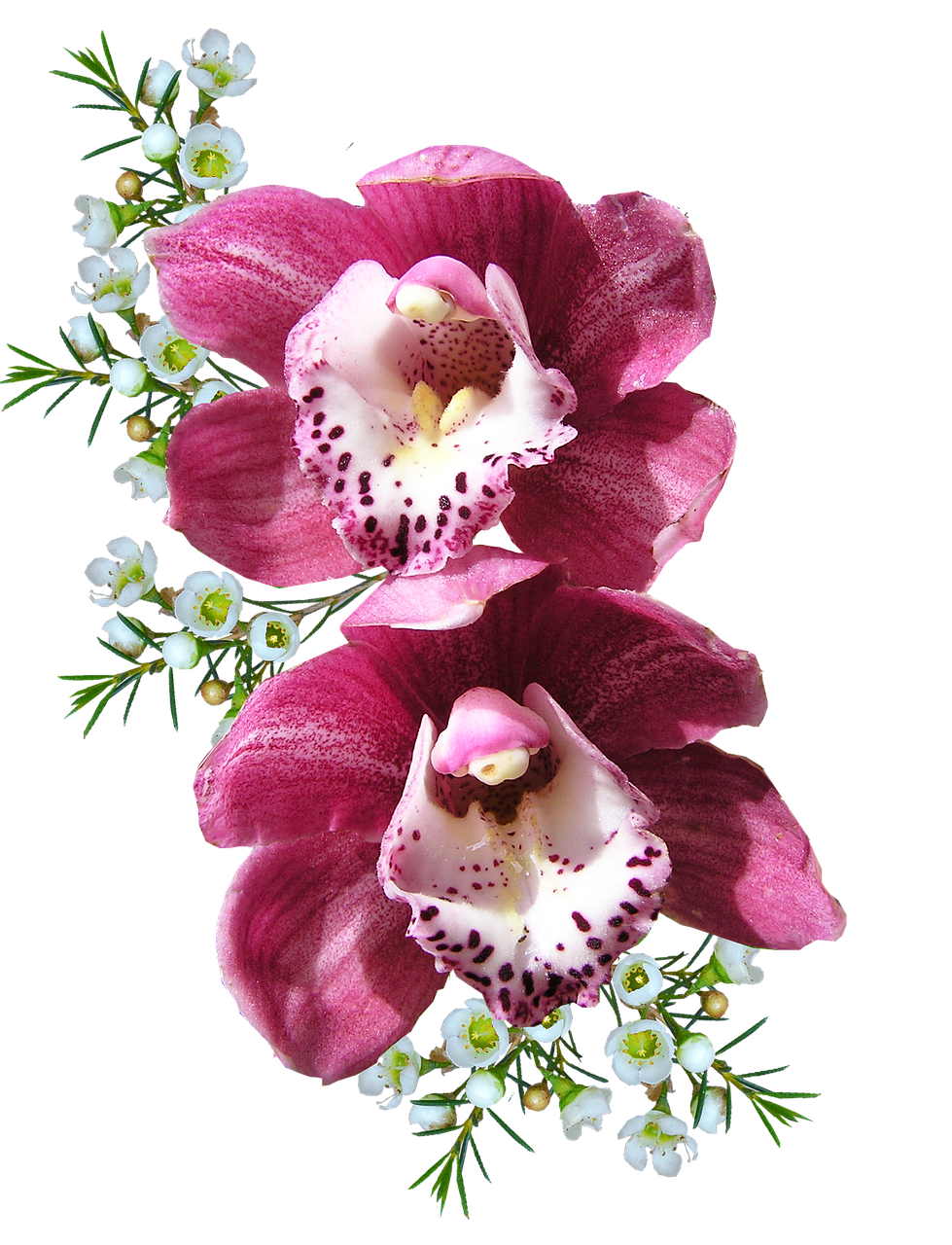 orchid pink with free photo
