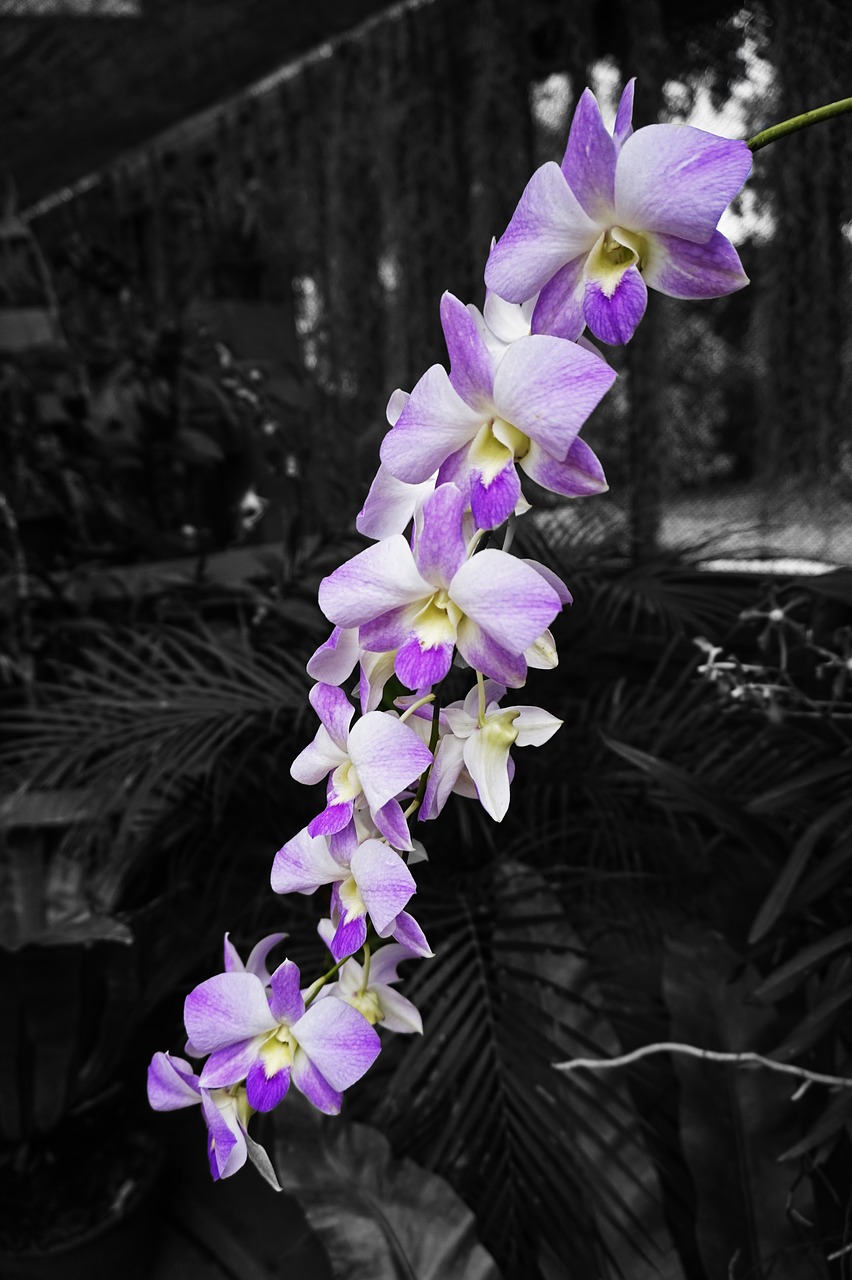 orchid garden flowers free photo