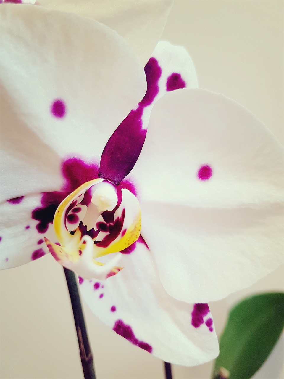 orchid ocean phalaenopsis flower free photo