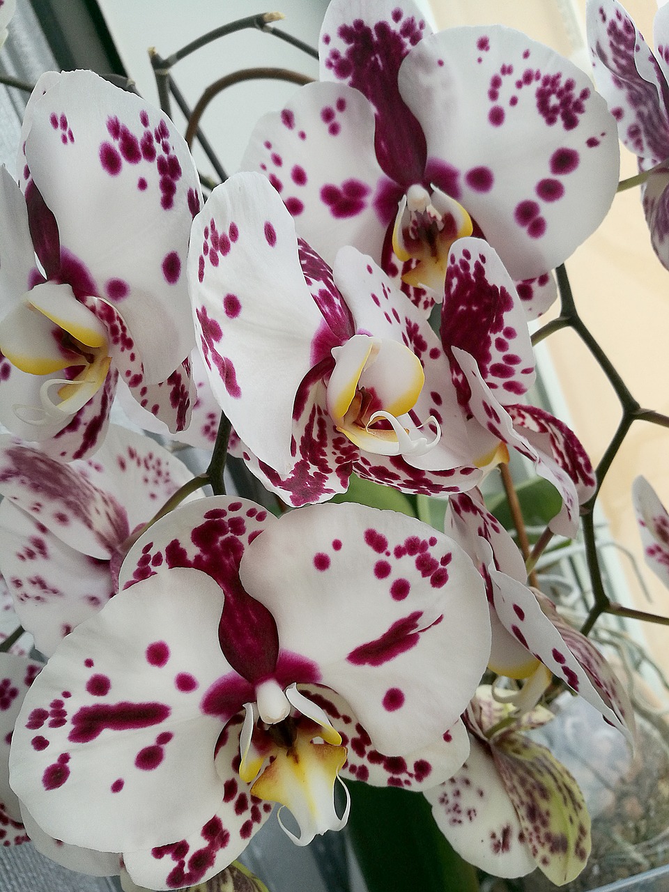 orchid flowers beautiful flower free photo
