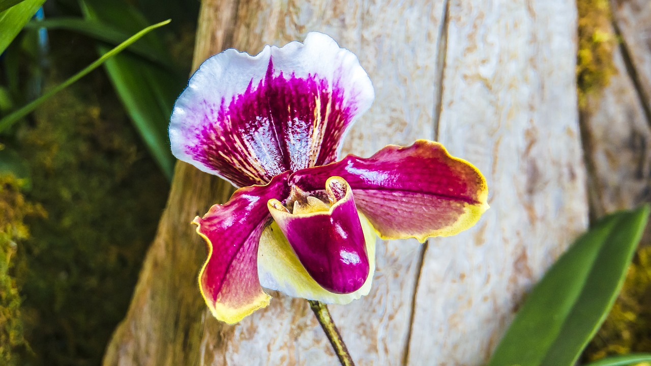 orchid ladie's slipper tropical free photo