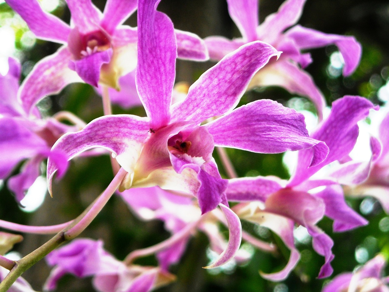 orchid flowers purple free photo