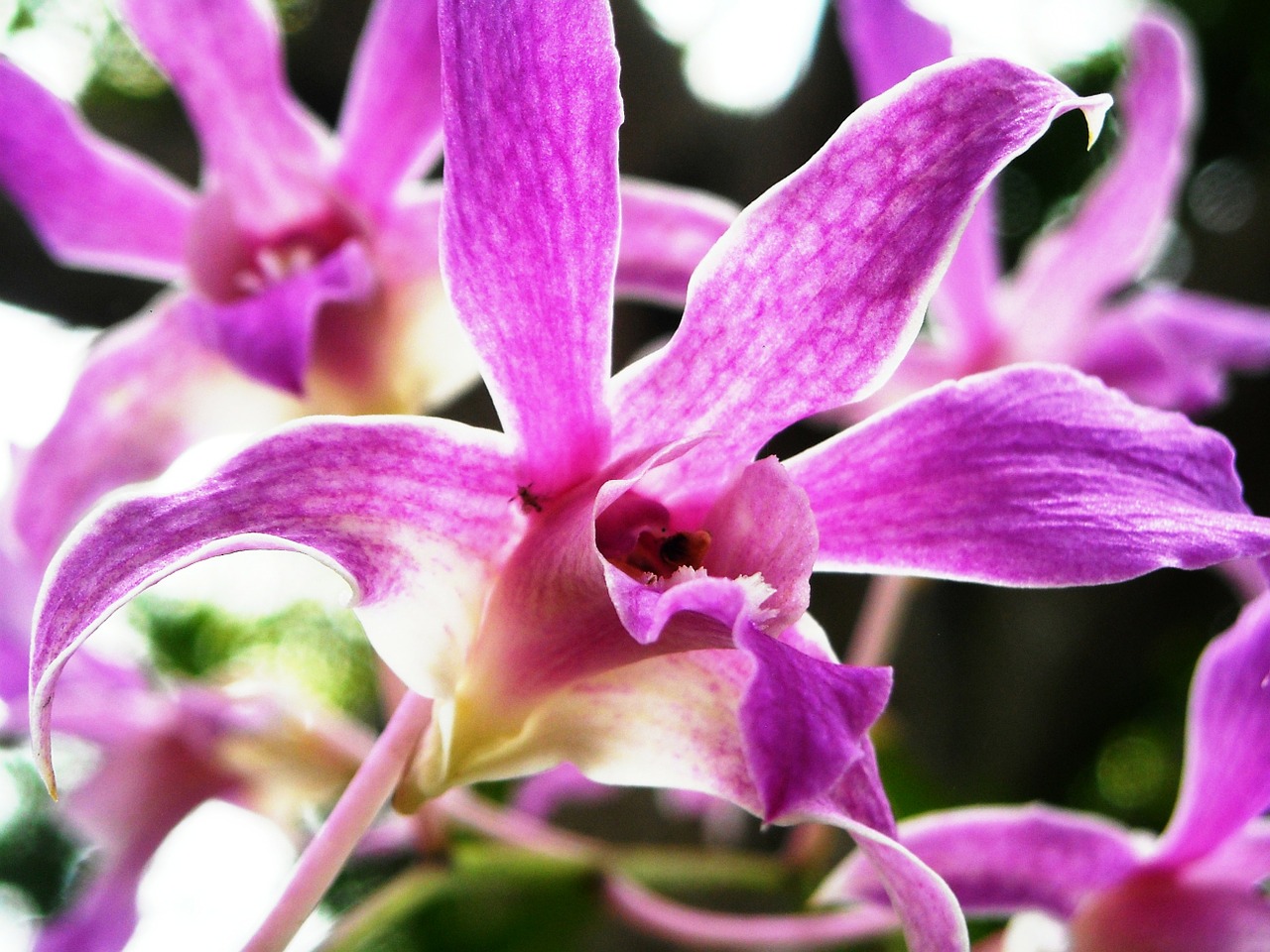 orchid flowers purple free photo