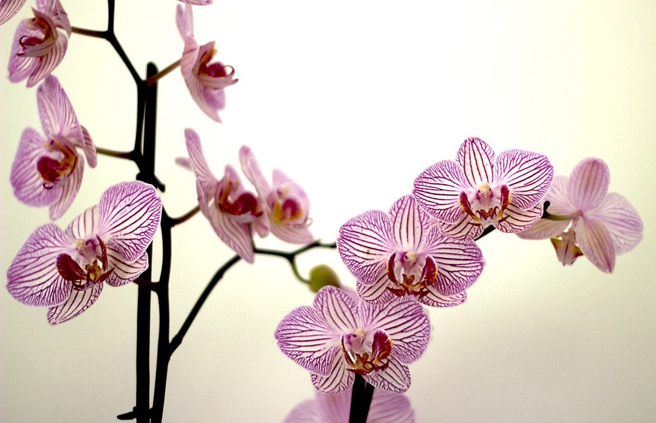 orchid petals purple free photo