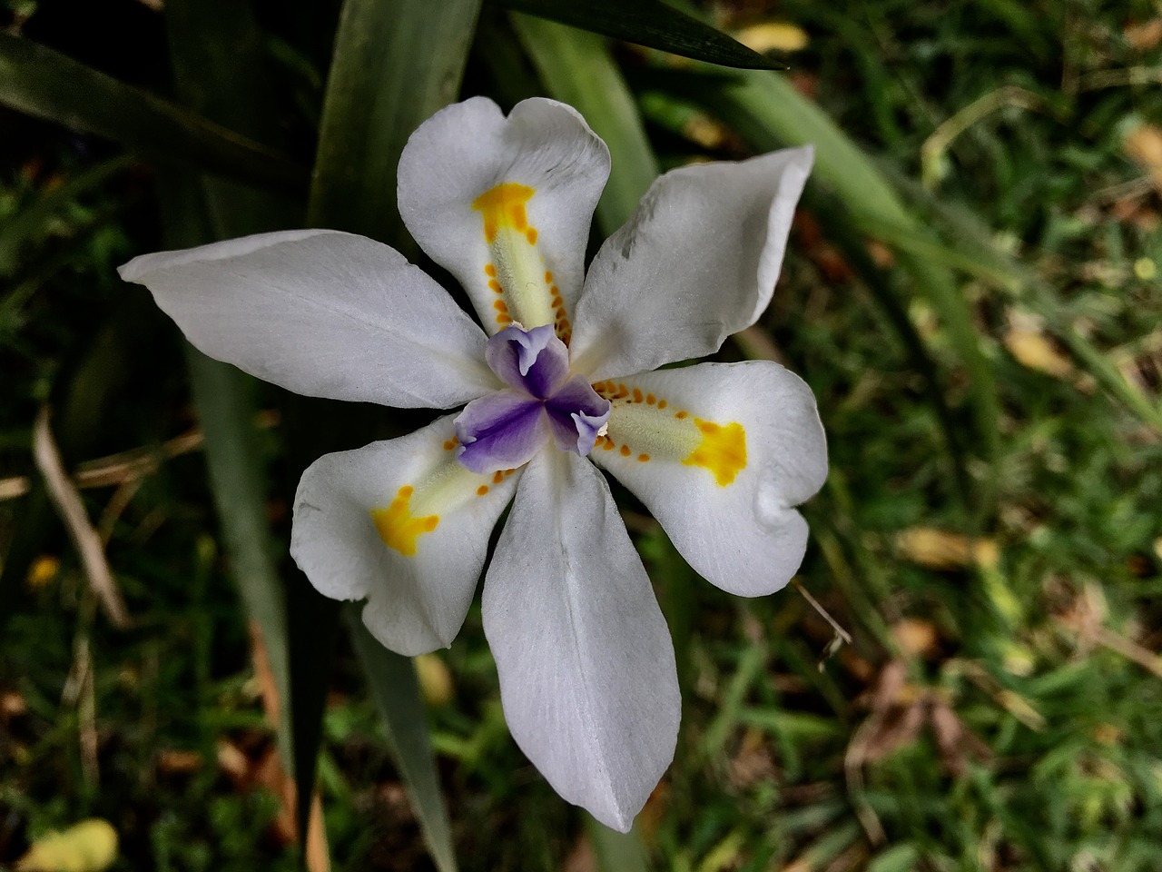 orchid flower flowers free photo