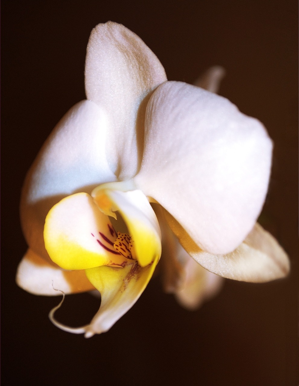 orchid flower beautiful flower free photo