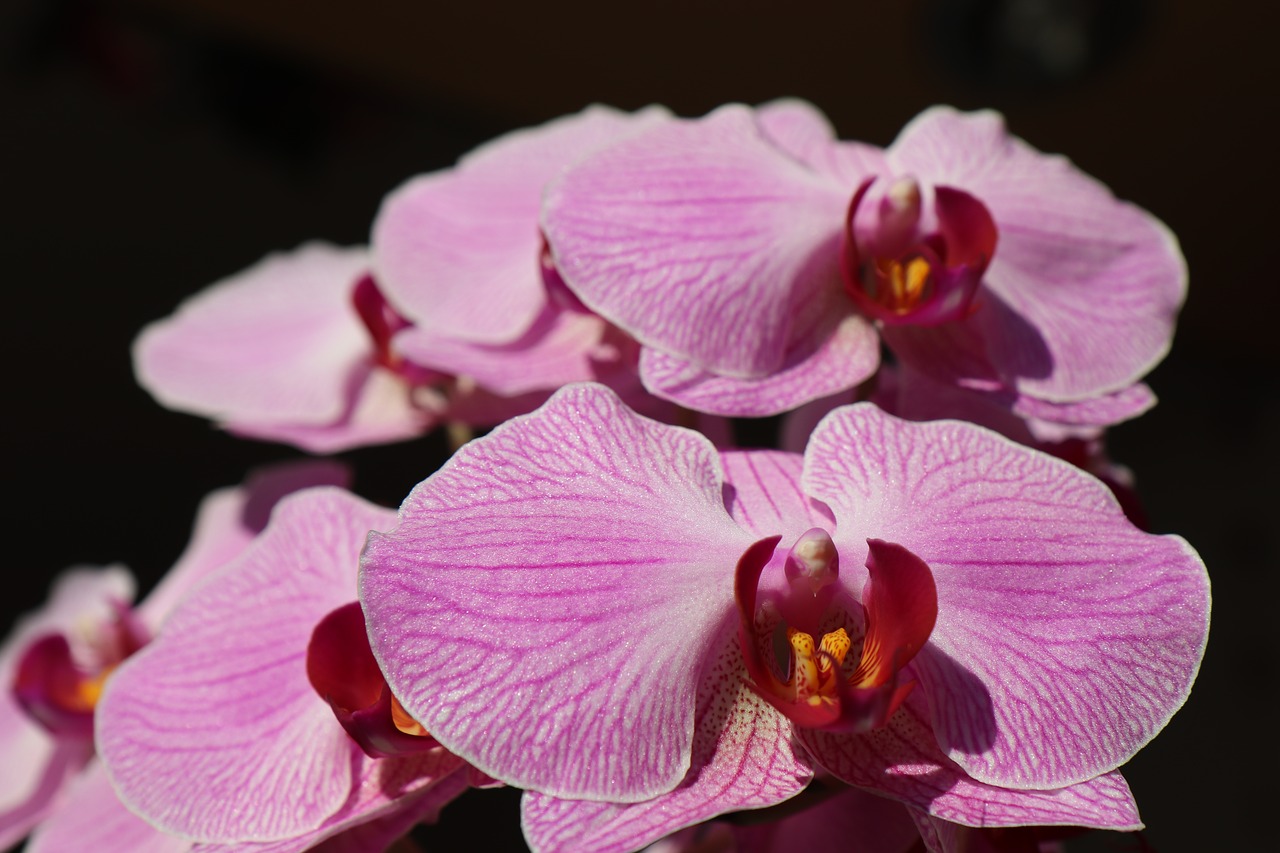 orchid orchids flowers blossom free photo