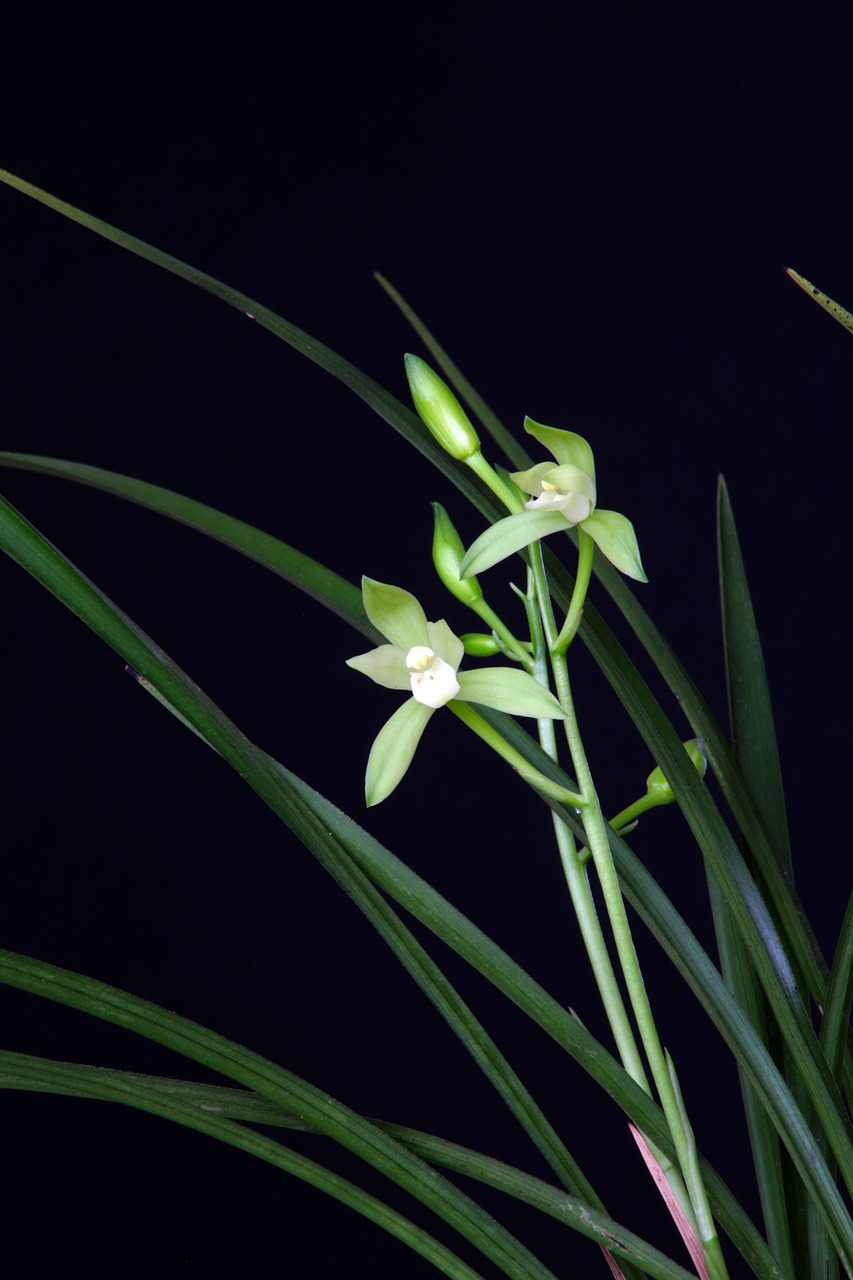 orchid plants oriental free photo