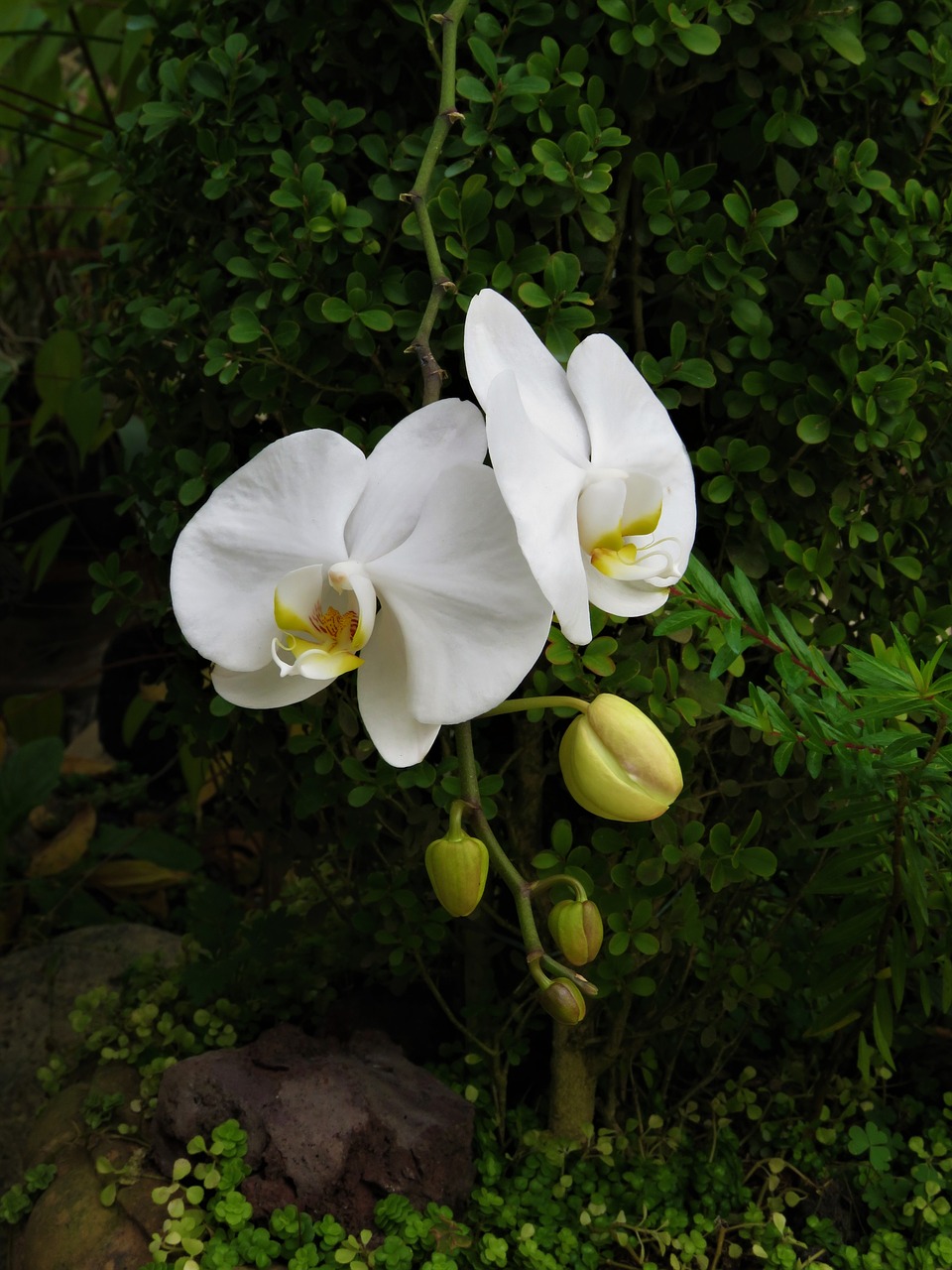 orchid tropical garden white flower free photo