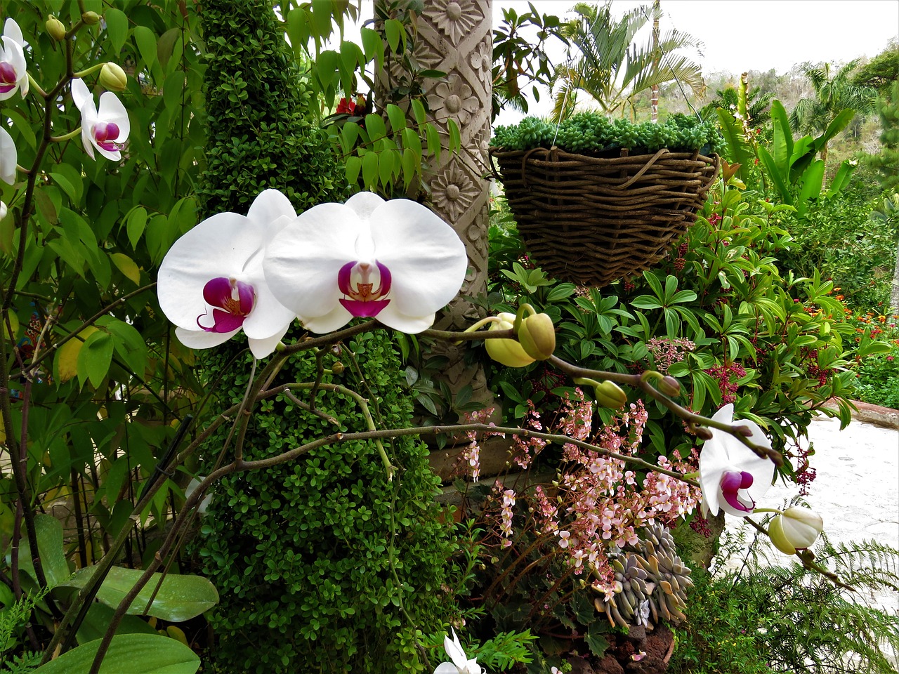 orchid white flower tropical flower free photo