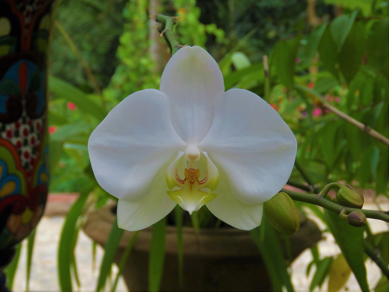 orchid white flower tropical flower free photo