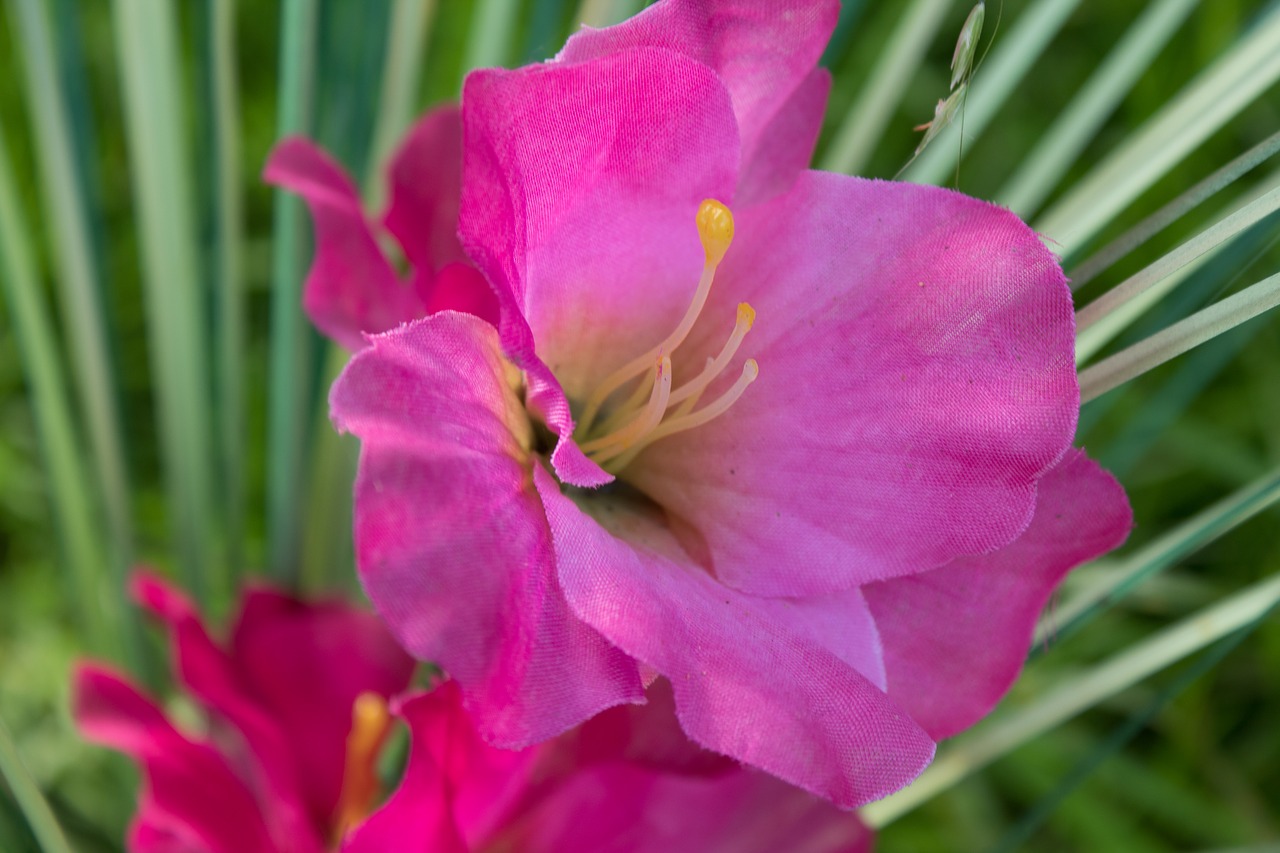 orchid flower close-up free photo