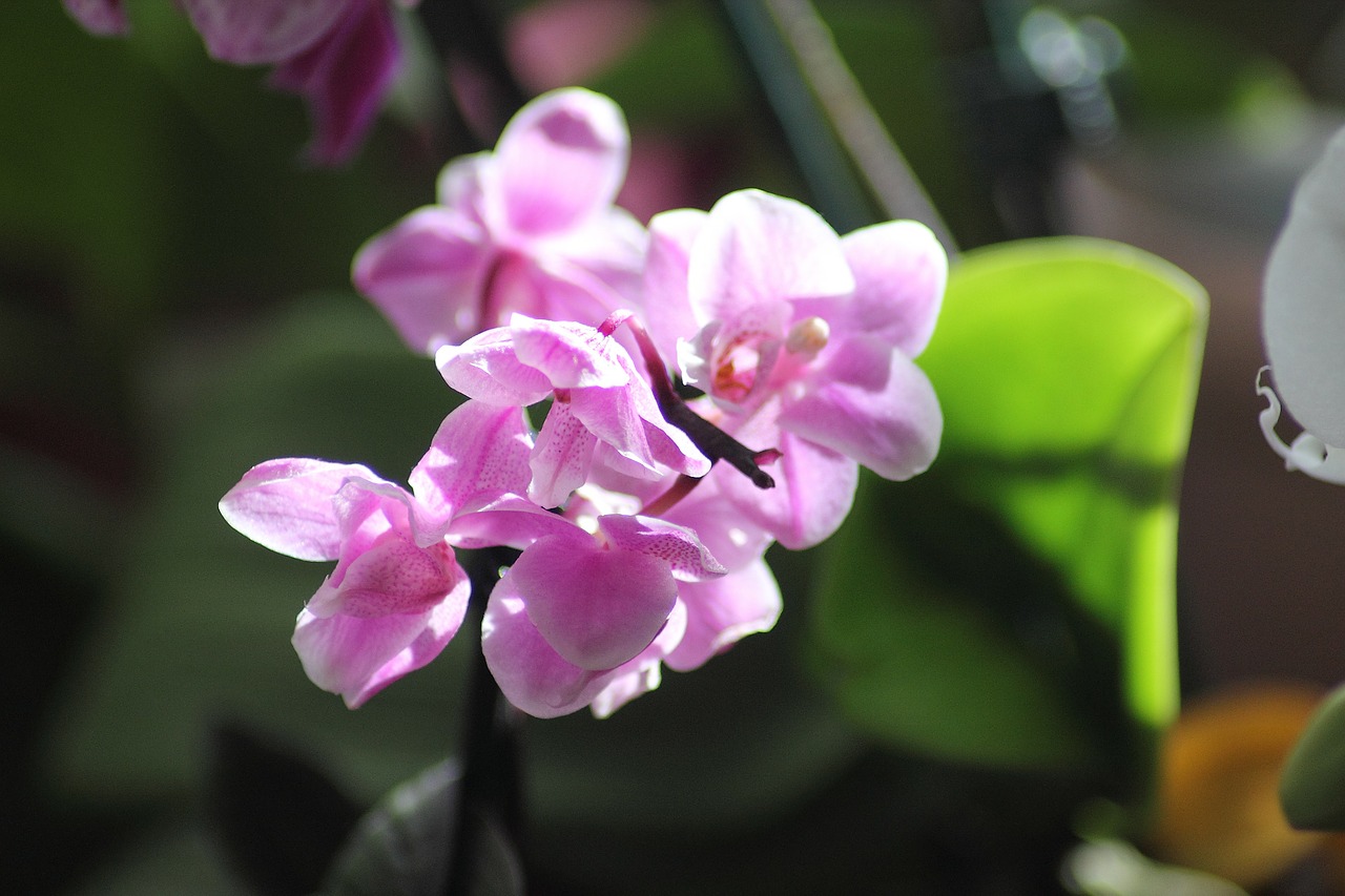 orchid ornamental plant flower free photo