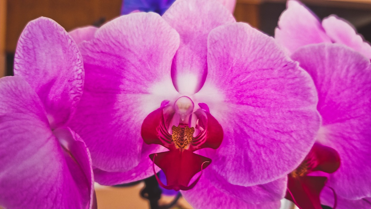 orchid flower spring free photo