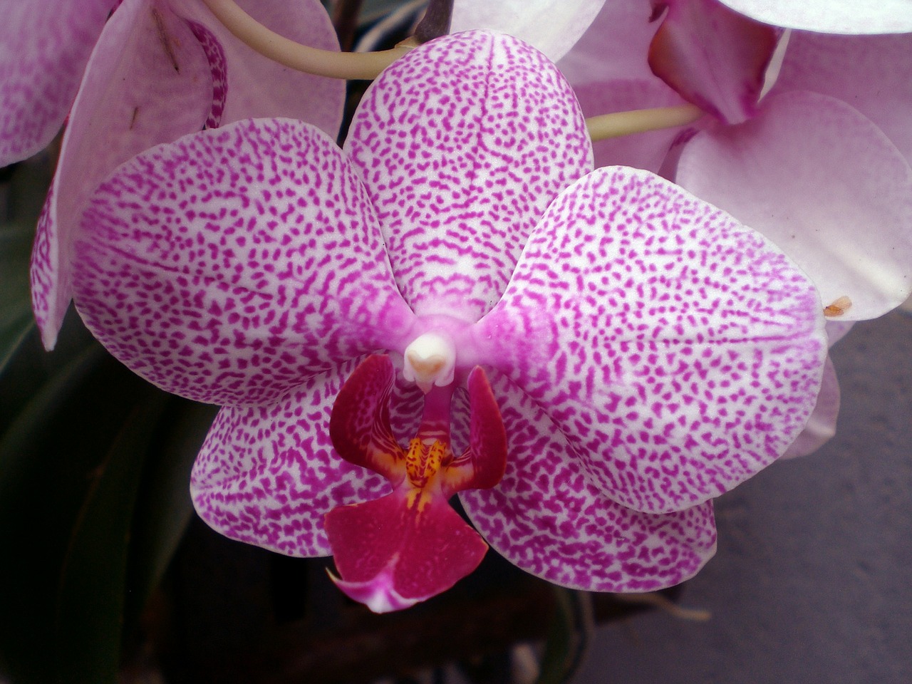 orchid phalaenopsis orchids free photo