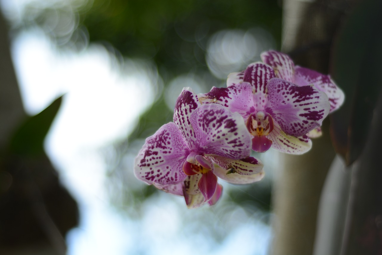 orchid flower plant free photo