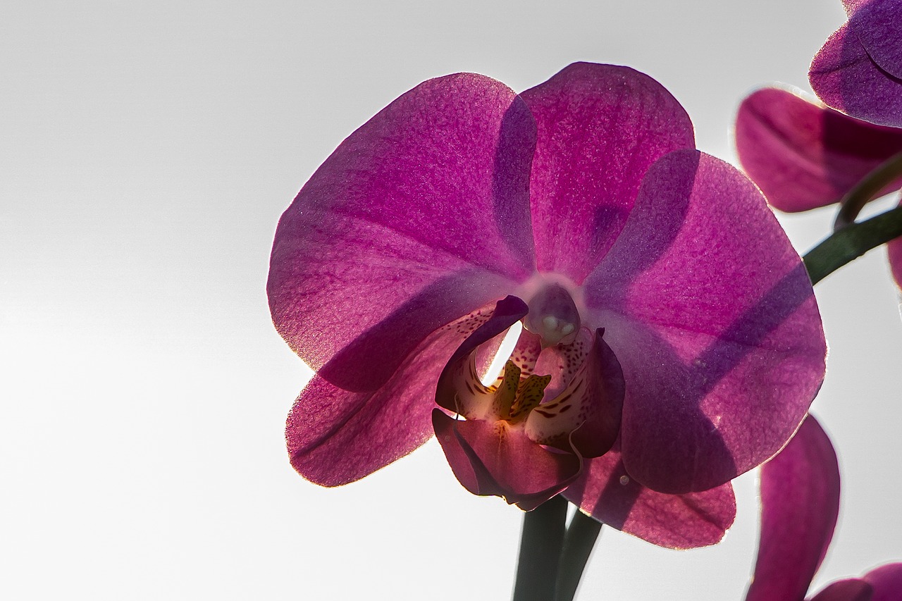 orchid flower nature free photo