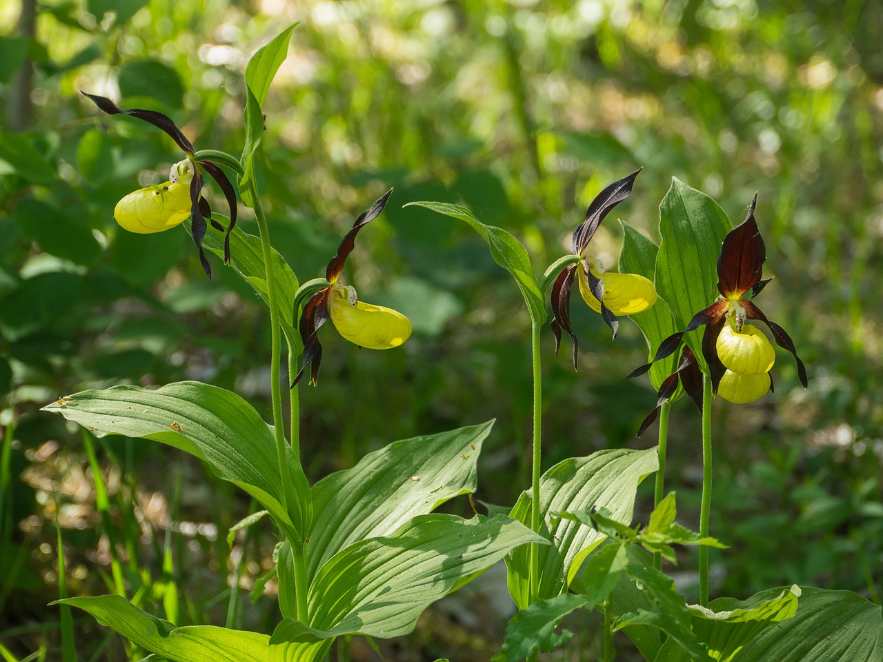 orchid barges wild orchid free photo