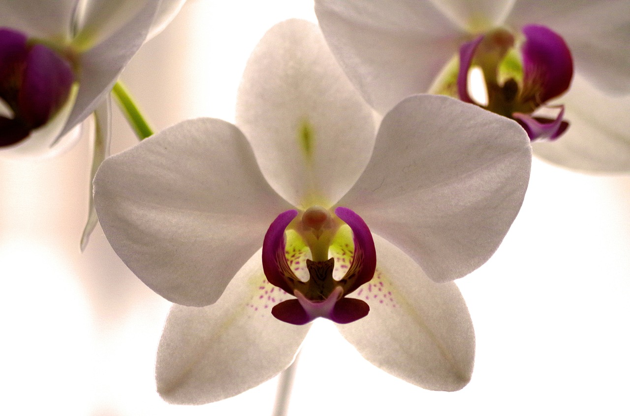 orchid blossom bloom free photo