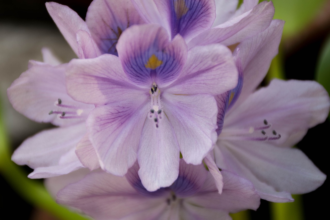 orchid purple flowers lotus free photo