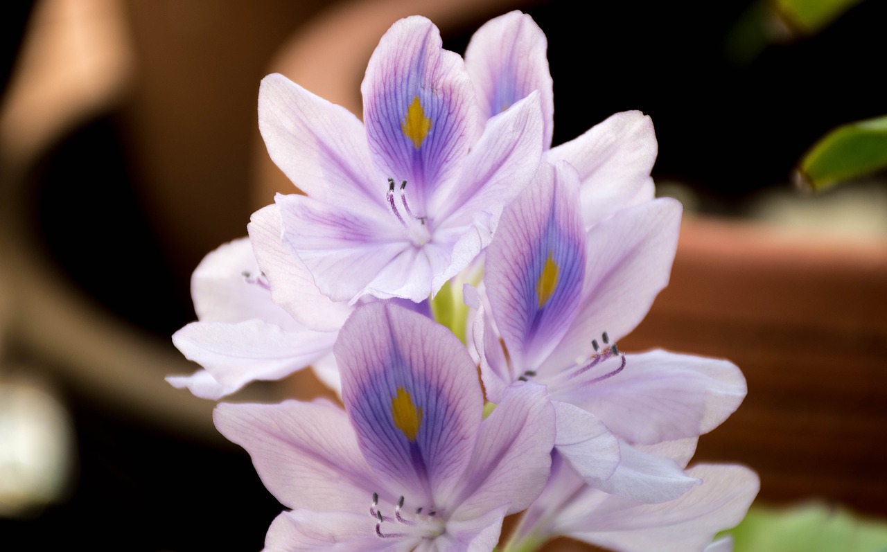 orchid purple lotus free photo