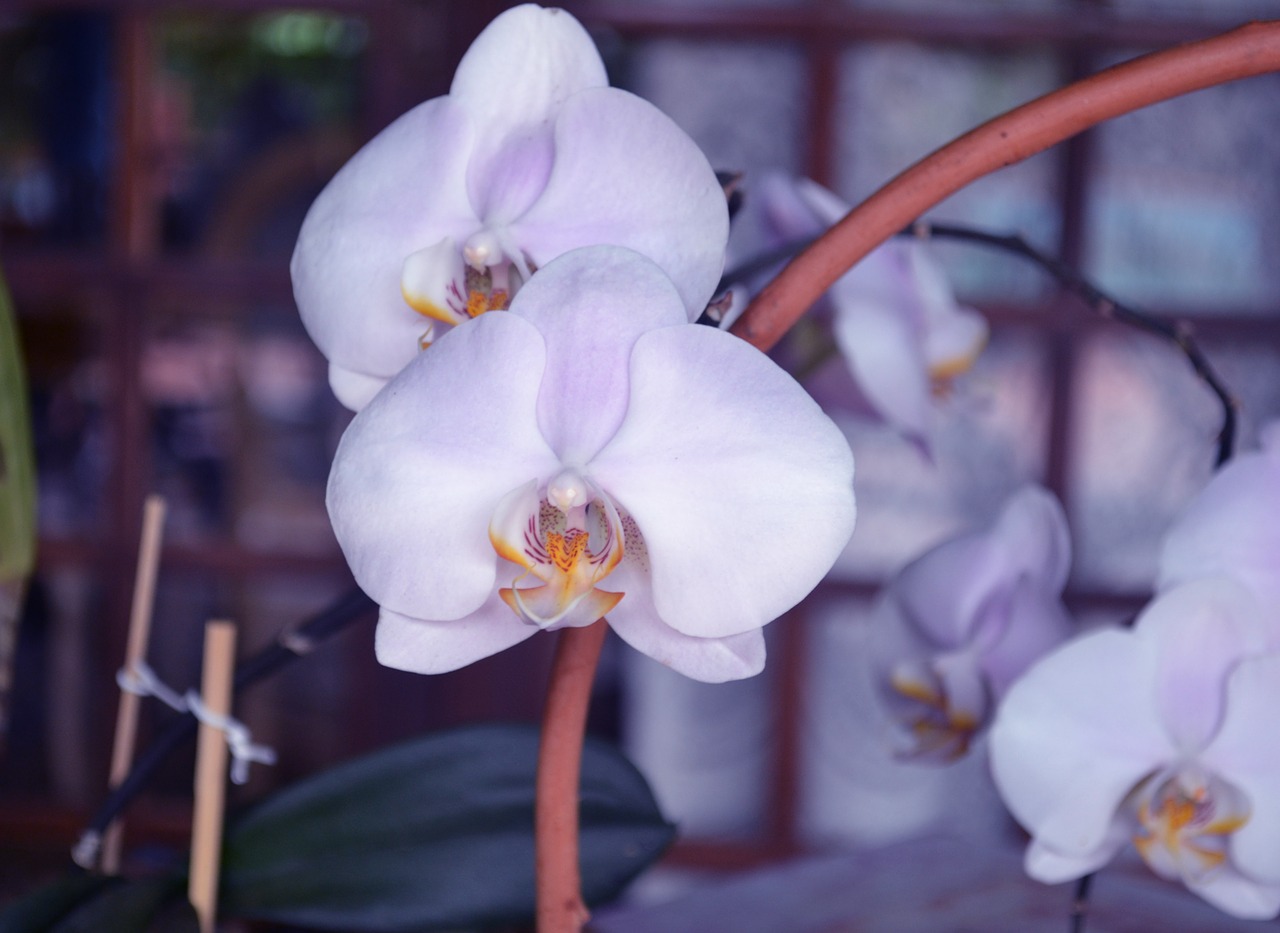 orchid flowers orquidea free photo