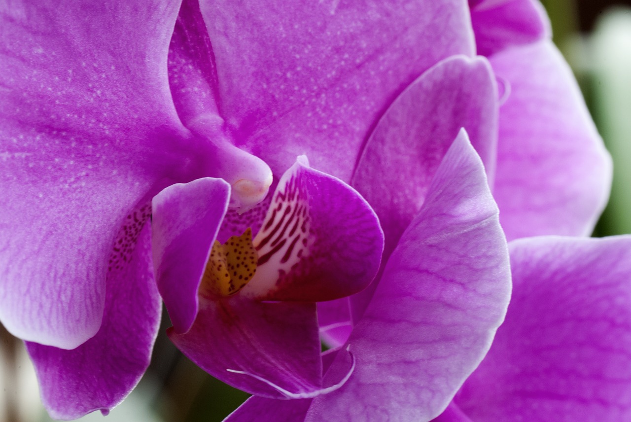 orchid nature flower free photo